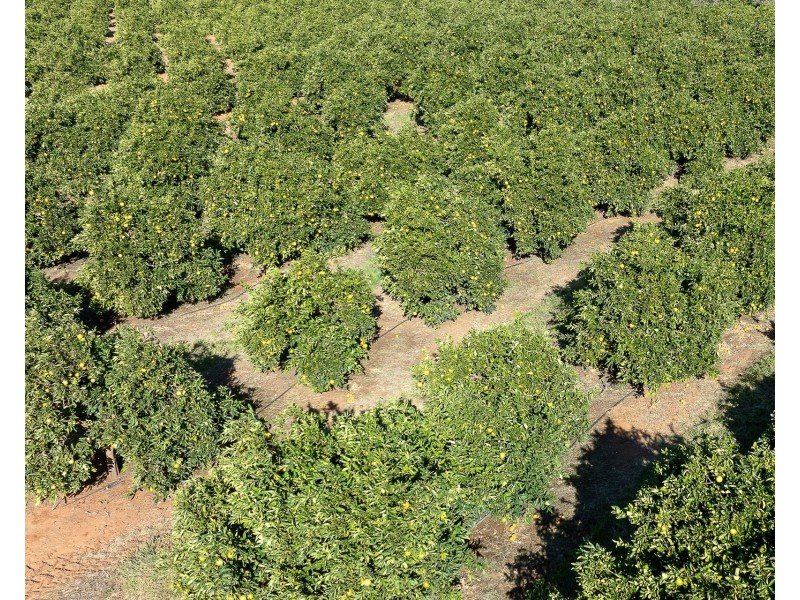 2  Balfour Ogilvy Avenue, Loxton SA 5333