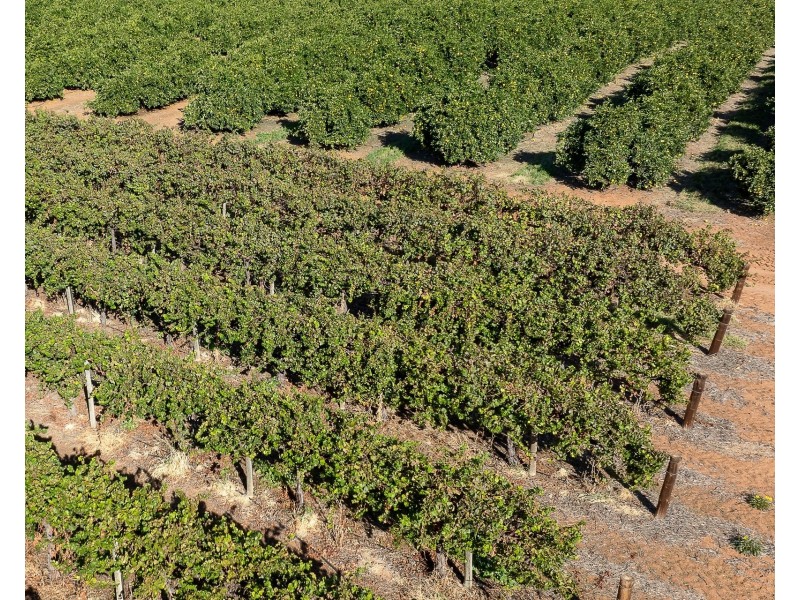 2  Balfour Ogilvy Avenue, Loxton SA 5333