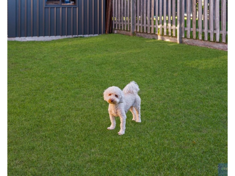 12 Kakadu Street, Parkinson QLD 4115