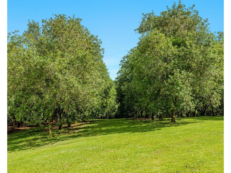 206 Repentance Creek Road, Rosebank NSW 2480