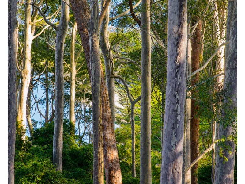 71 Northcove Road, Long Beach NSW 2536