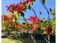 3 Grosvenor Court, Worongary QLD 4213