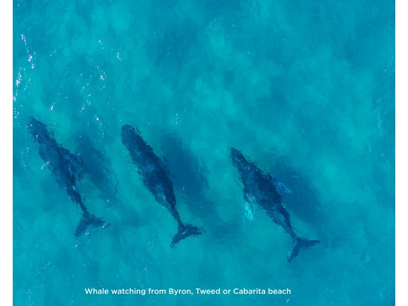 198 Hammond Drive, Clothiers Creek NSW 2484