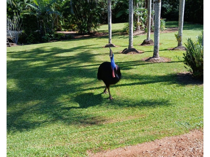 52 Kode Rd, Carmoo QLD 4852