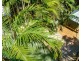 19 Explorers Dr, South Mission Beach QLD 4852