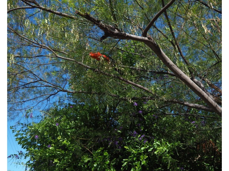 11 Finch Street, Bingara NSW 2404