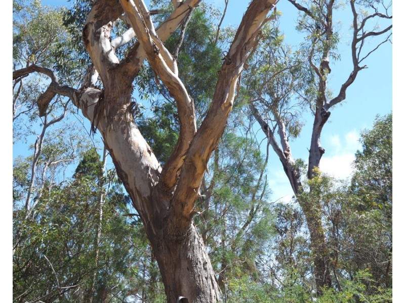 Lot 23 Melrose Estate Road, Warialda NSW 2402