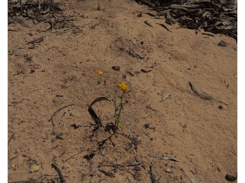 Lot 23 Melrose Estate Road, Warialda NSW 2402