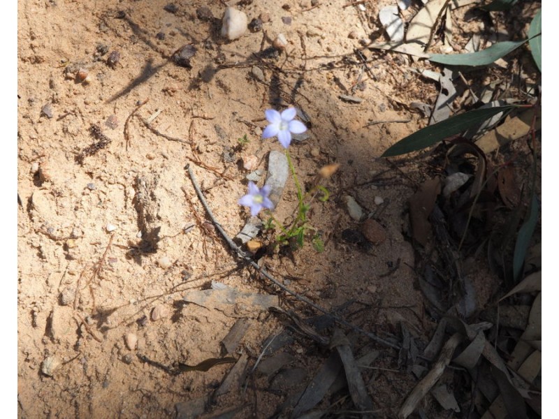 Lot 23 Melrose Estate Road, Warialda NSW 2402