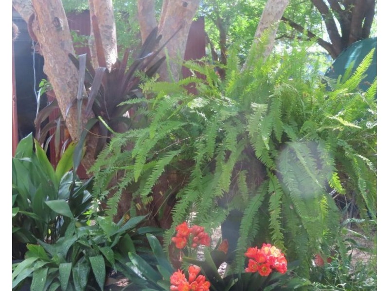 12 Dinoga Street, Bingara NSW 2404