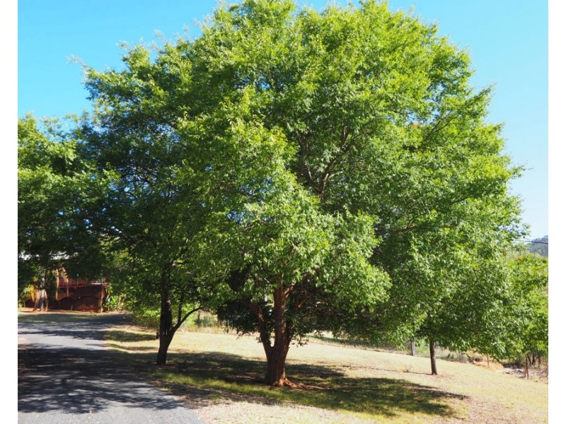 8 White Street, Bingara NSW 2404