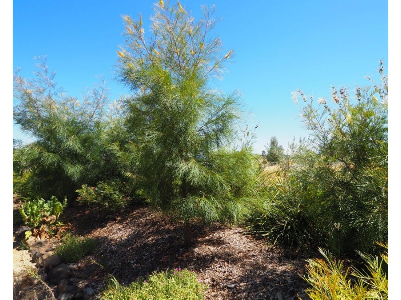 Warialda Rail NSW 2402