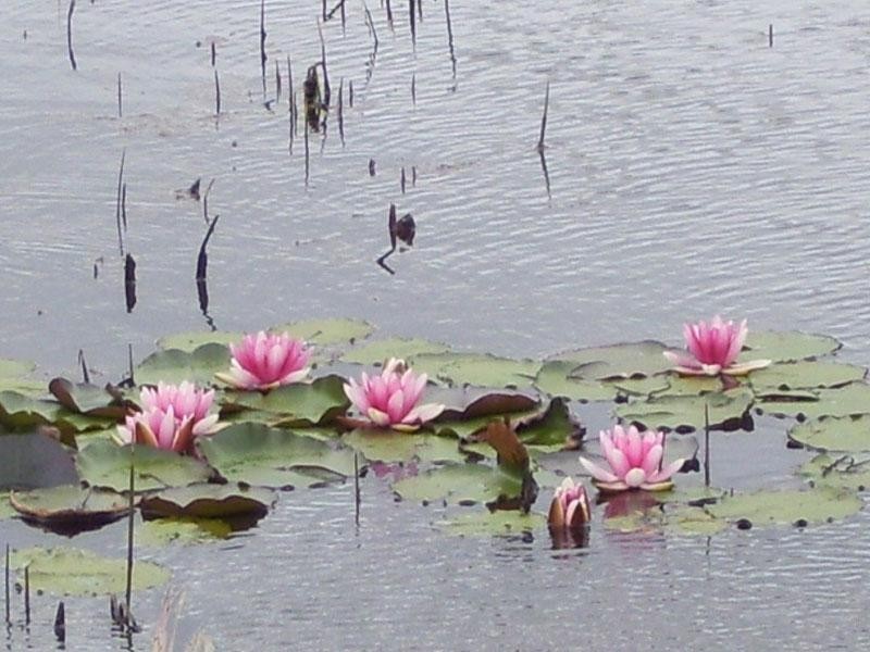 Lot 8 The Haven, Tea Gardens NSW 2324