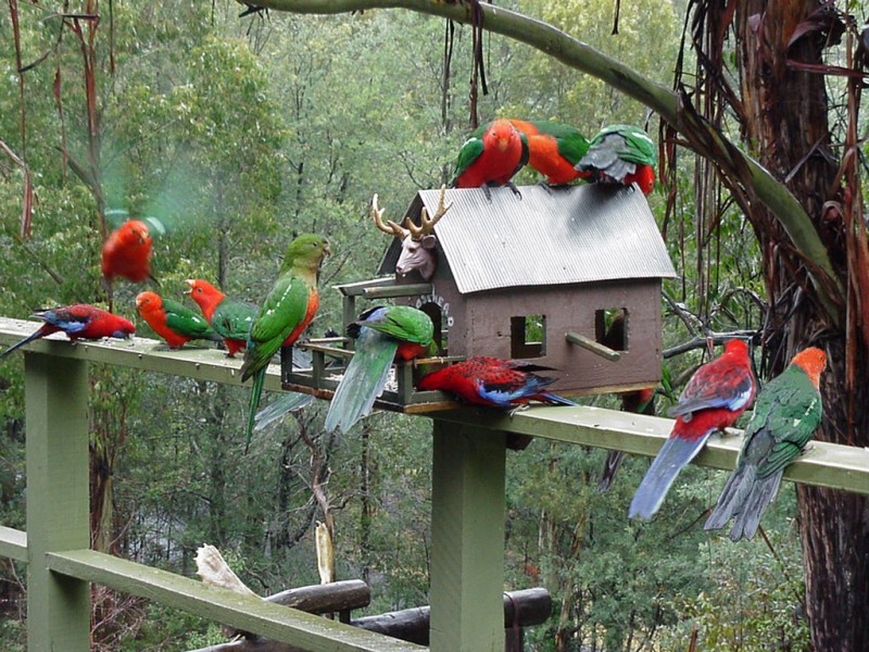 6 Tramline Road, Tanjil Bren VIC 3833