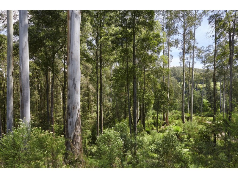 195 Loch Valley Road, Noojee VIC 3833