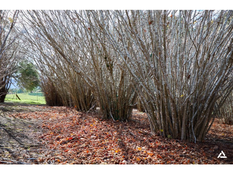 150 McIntyre Road, Nayook VIC 3832