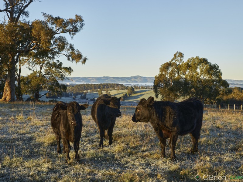 244 Dawsons Track, Nilma North VIC 3821