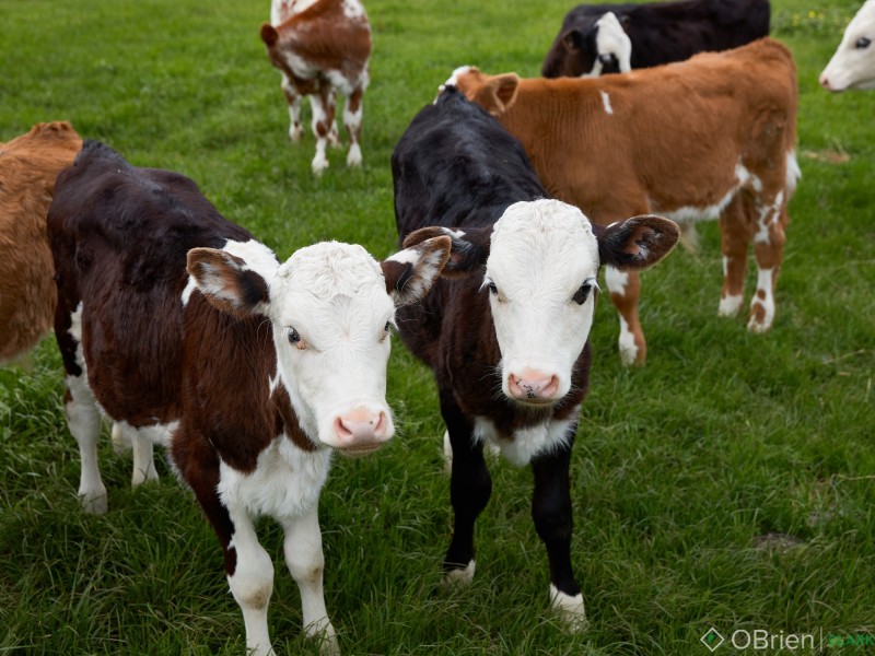 93 No. 1 Road, Nilma VIC 3821