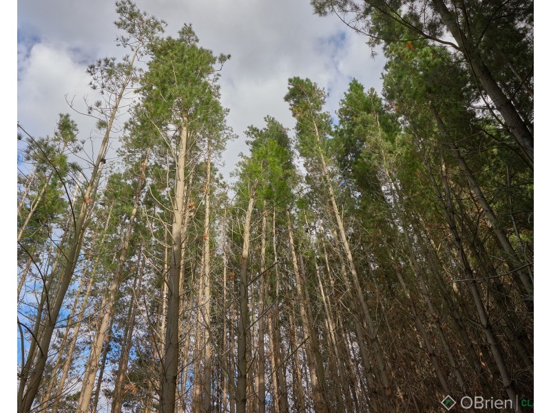 47 East West Road, Warragul South VIC 3821