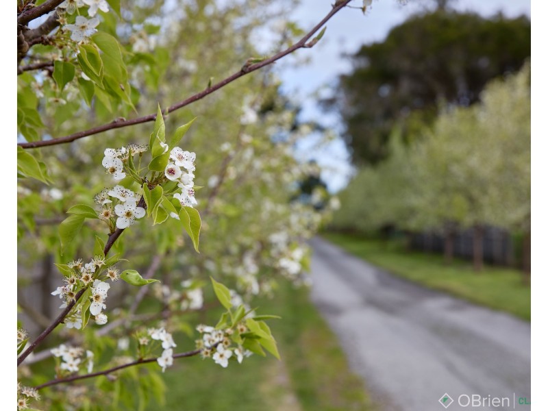 19 Dyall Road, Drouin VIC 3818
