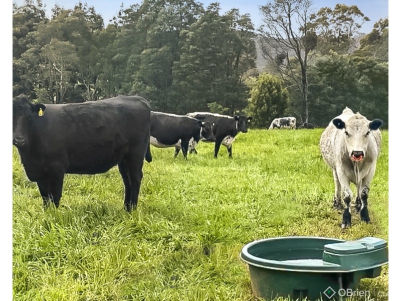 1655 Mount Baw Baw Tourist Road, Icy Creek VIC 3833