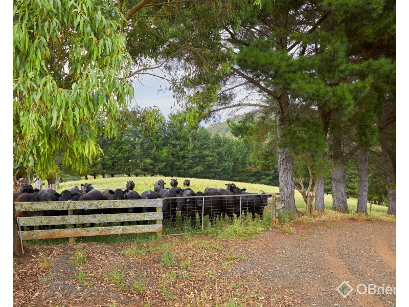 85 Paynter Road, Neerim Junction VIC 3832