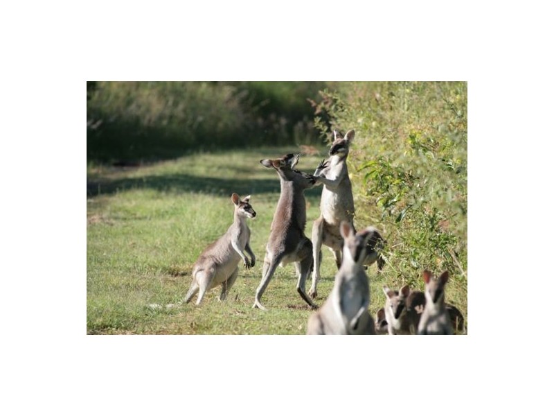 Wallaces Creek QLD 4310