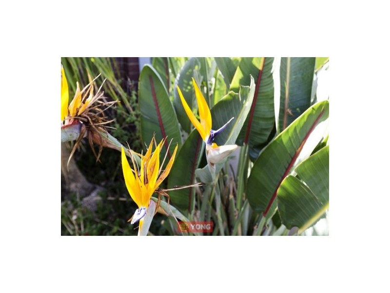 9 Akora St, Macgregor QLD 4109