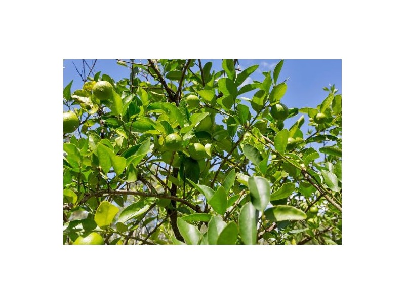 969 Stockleigh Rd, Stockleigh QLD 4280