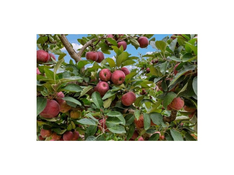 1/80. High St, Stanthorpe QLD 4380