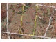 Lot 310 & 314 Boyles Rd, Pine Mountain QLD 4306
