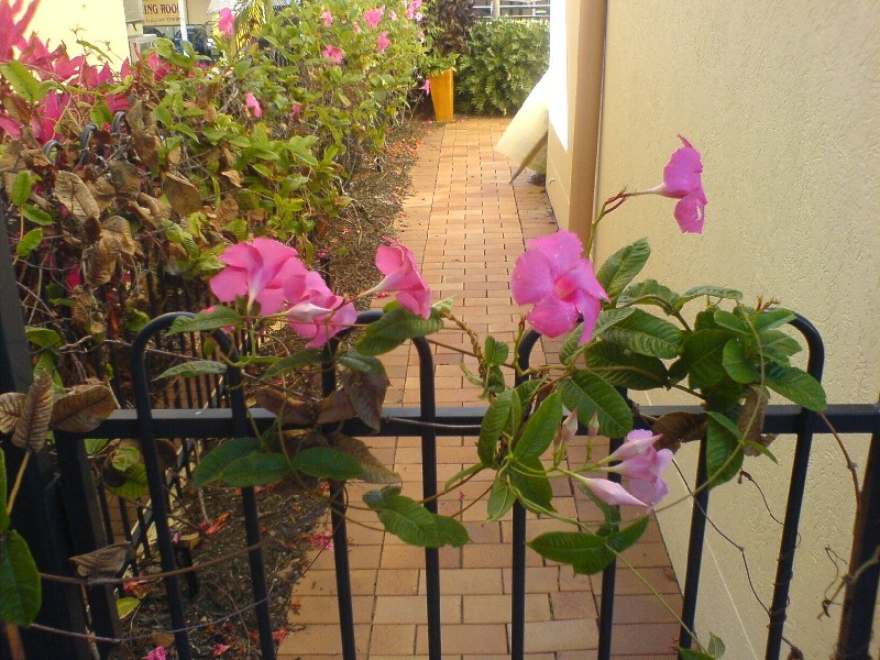 56/223 Calam Rd, Sunnybank Hills QLD 4109