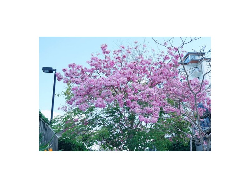 Upper Mount Gravatt QLD 4122