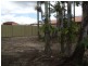 Regents Park QLD 4118