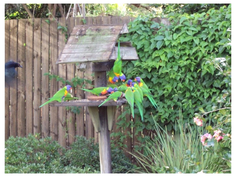 440 Algester Rd, Algester QLD 4115