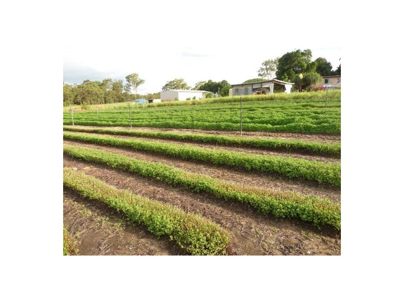 65 Eastwood St, Chandler QLD 4155