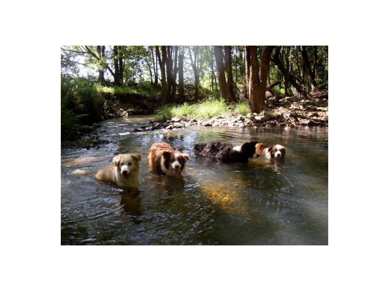 Cedar Creek QLD 4207