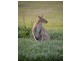 Boyland QLD 4275