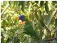 Boyland QLD 4275