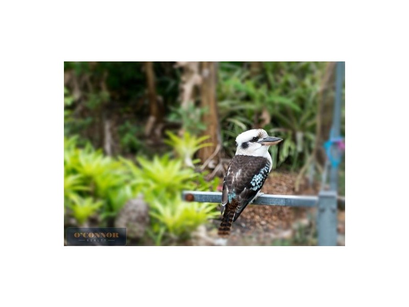 108 Esher Street, Holland Park West QLD 4121