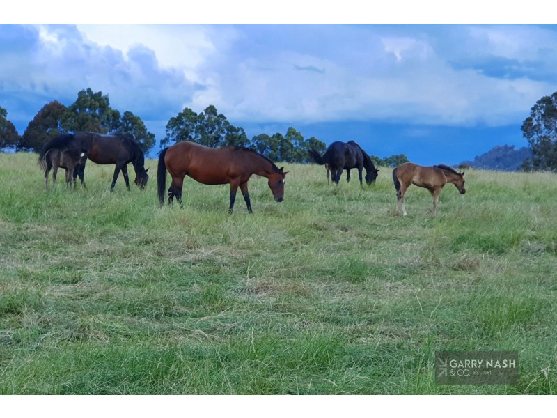 1371 Boggy Creek Road, Myrrhee VIC 3732