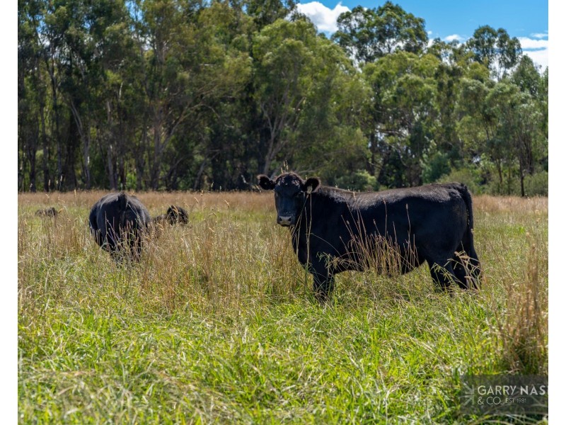 1816 Great Alpine Road, Everton VIC 3678