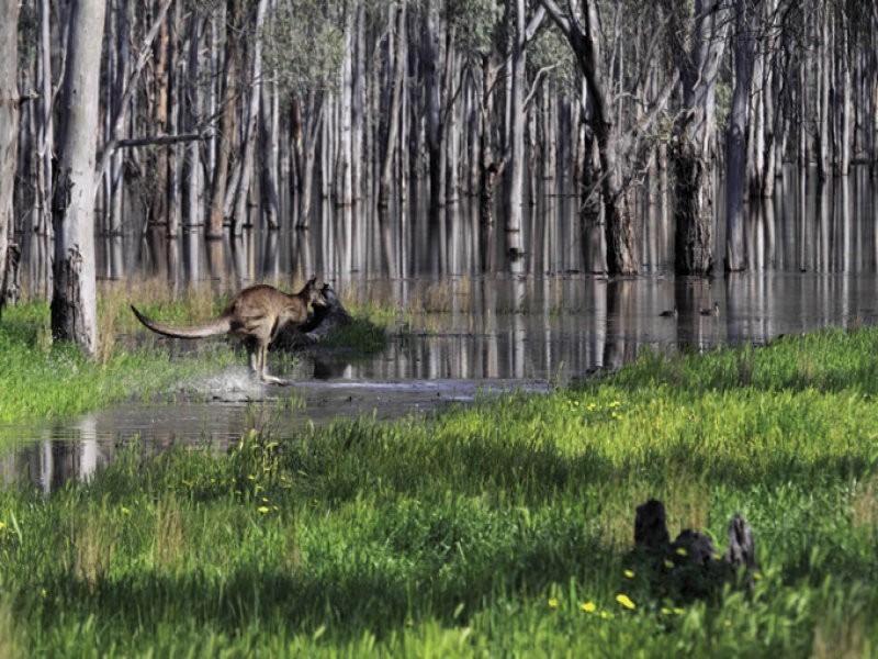 452 Moira Lakes Road, Barmah VIC 3639