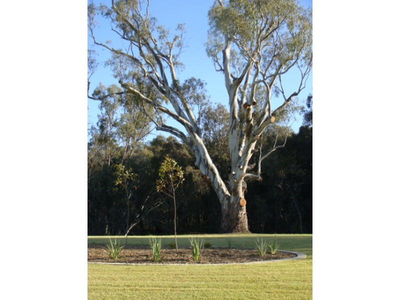 63 Bottlebrush Drive, Moama NSW 2731