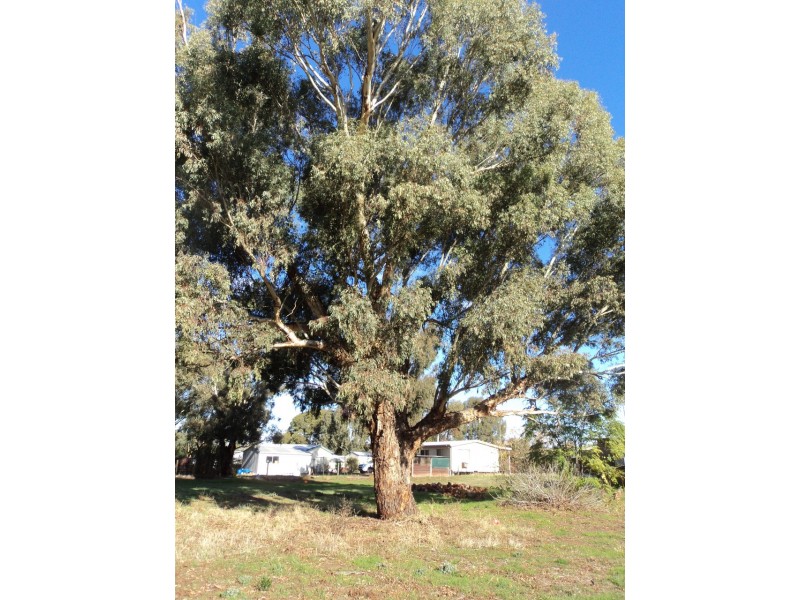 50 Livingstone Street, Mathoura NSW 2710