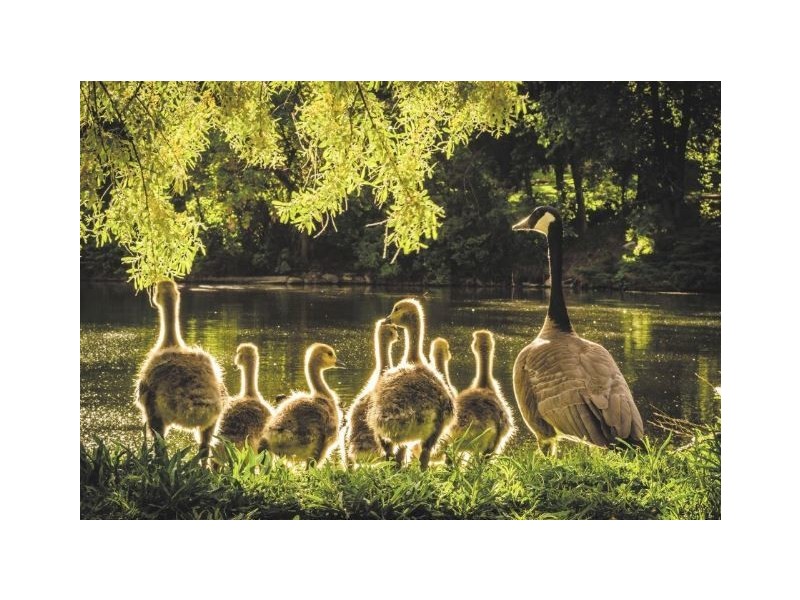 Lot 114 Marsanne Drive, Moama NSW 2731