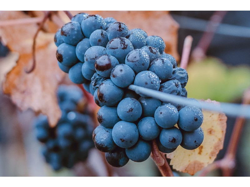 1-21 Lignum Road, Moama NSW 2731