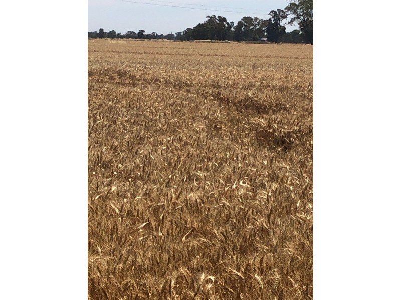 19 – 20 Via Cobb Highway, Mathoura NSW 2710