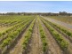 119 Pianta Road, Echuca VIC 3564