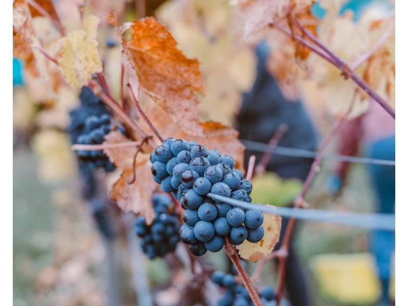 39 Sand Piper Street (lot 54 The Vines), Moama NSW 2731